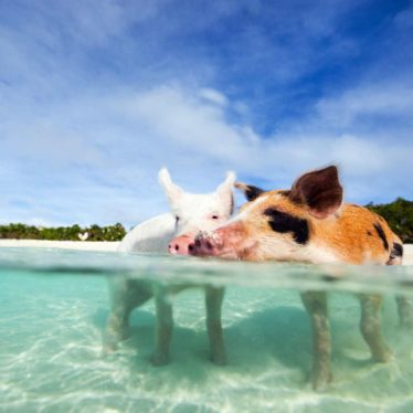 As praias mais bonitas das Bahamas