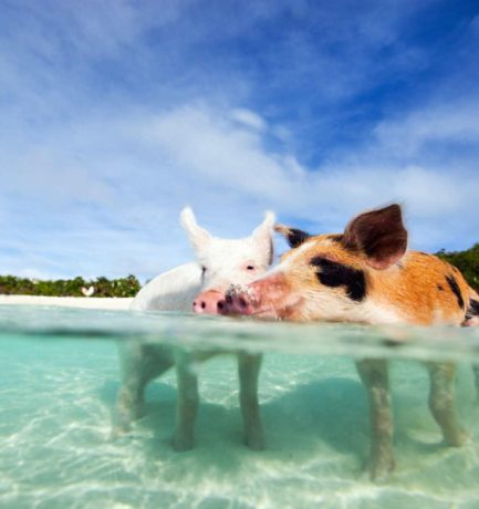 As praias mais bonitas das Bahamas